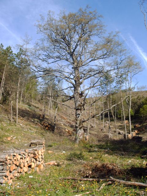 Bosco Macchia Rocca
